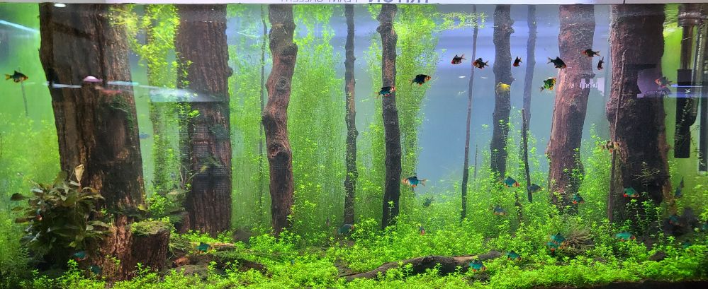 수족관나무숲1...jpg
