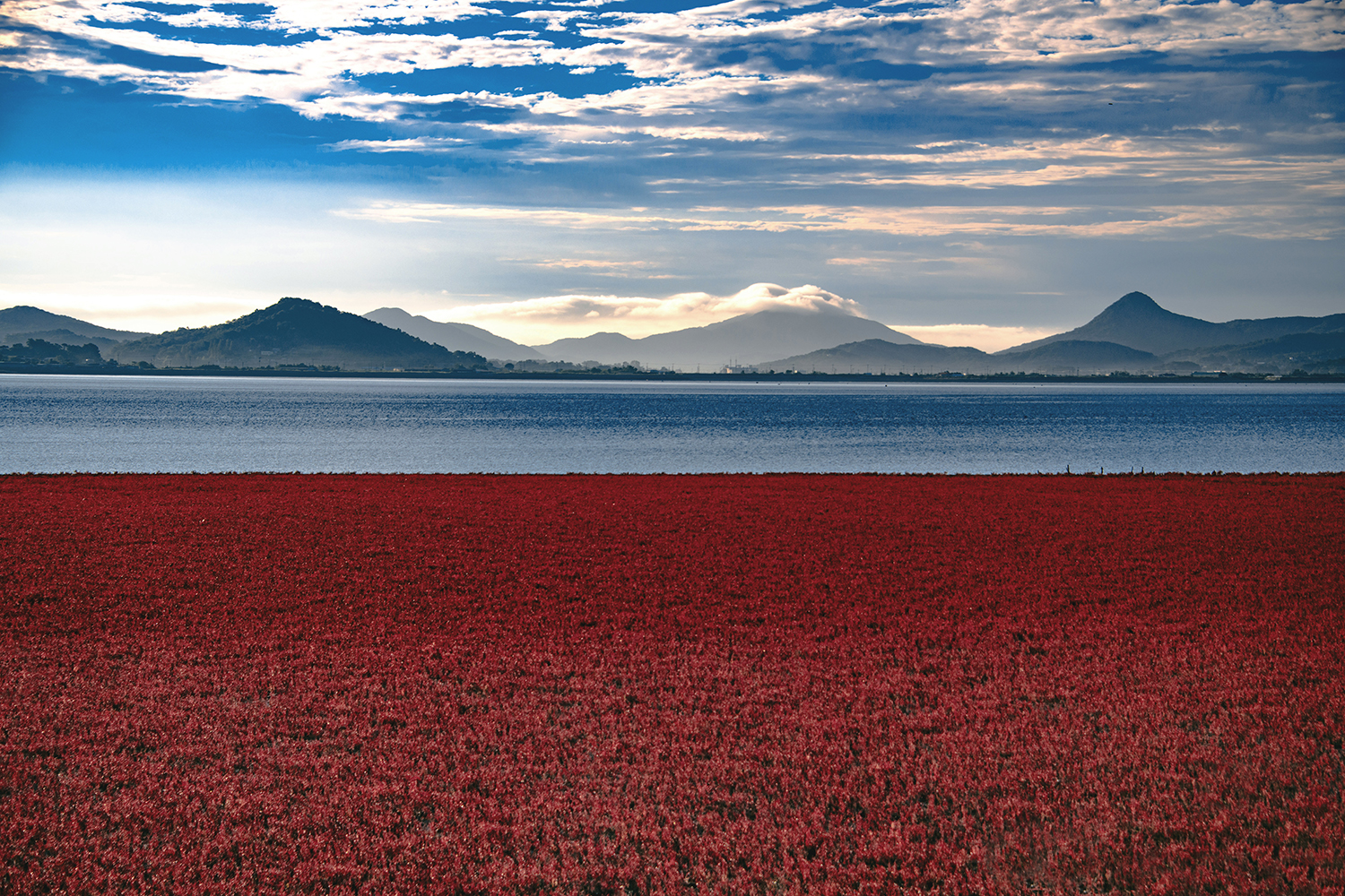 석모도함초밭 (2).jpg