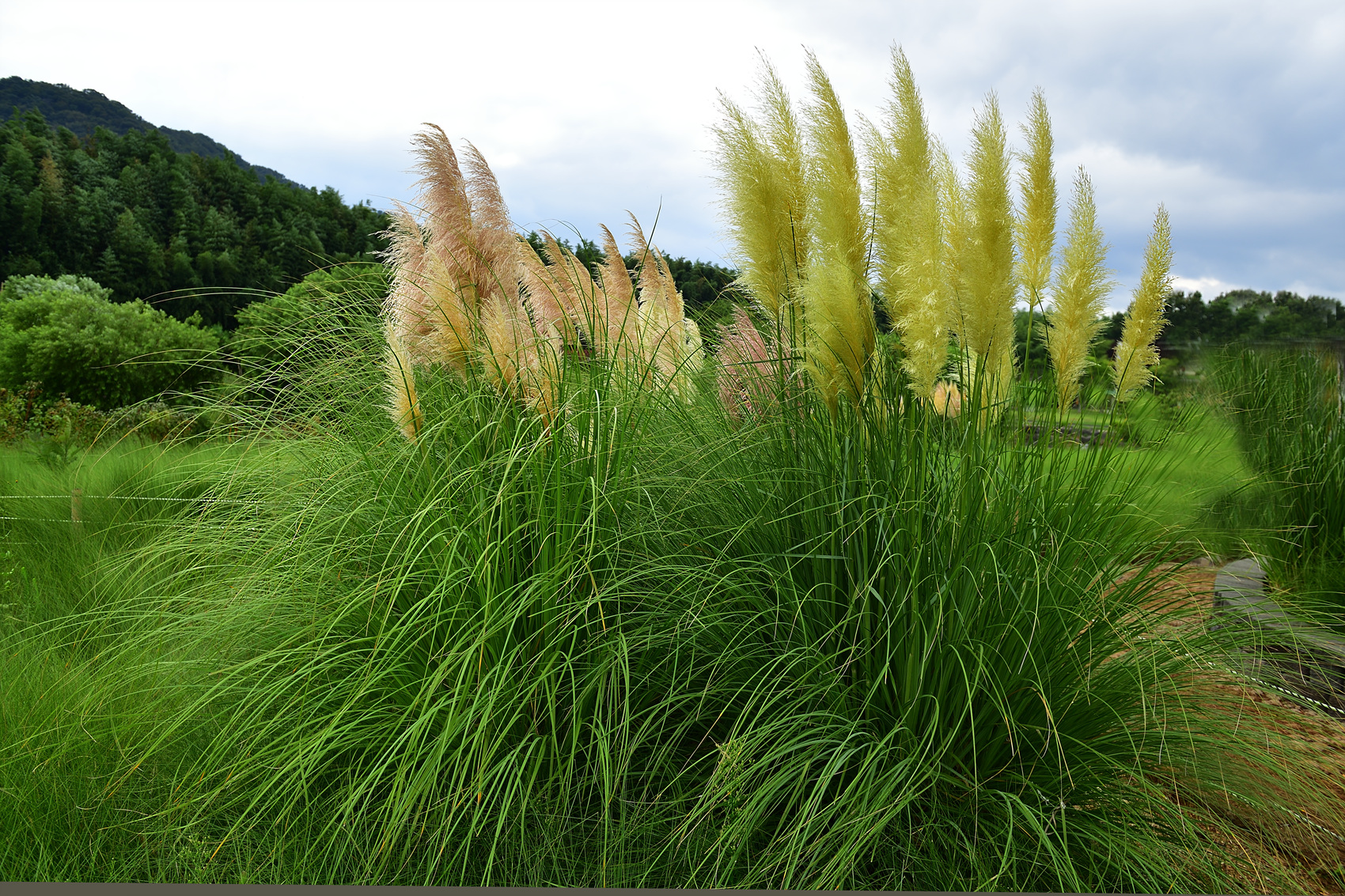 BKJ_7338 - 복사본.jpg