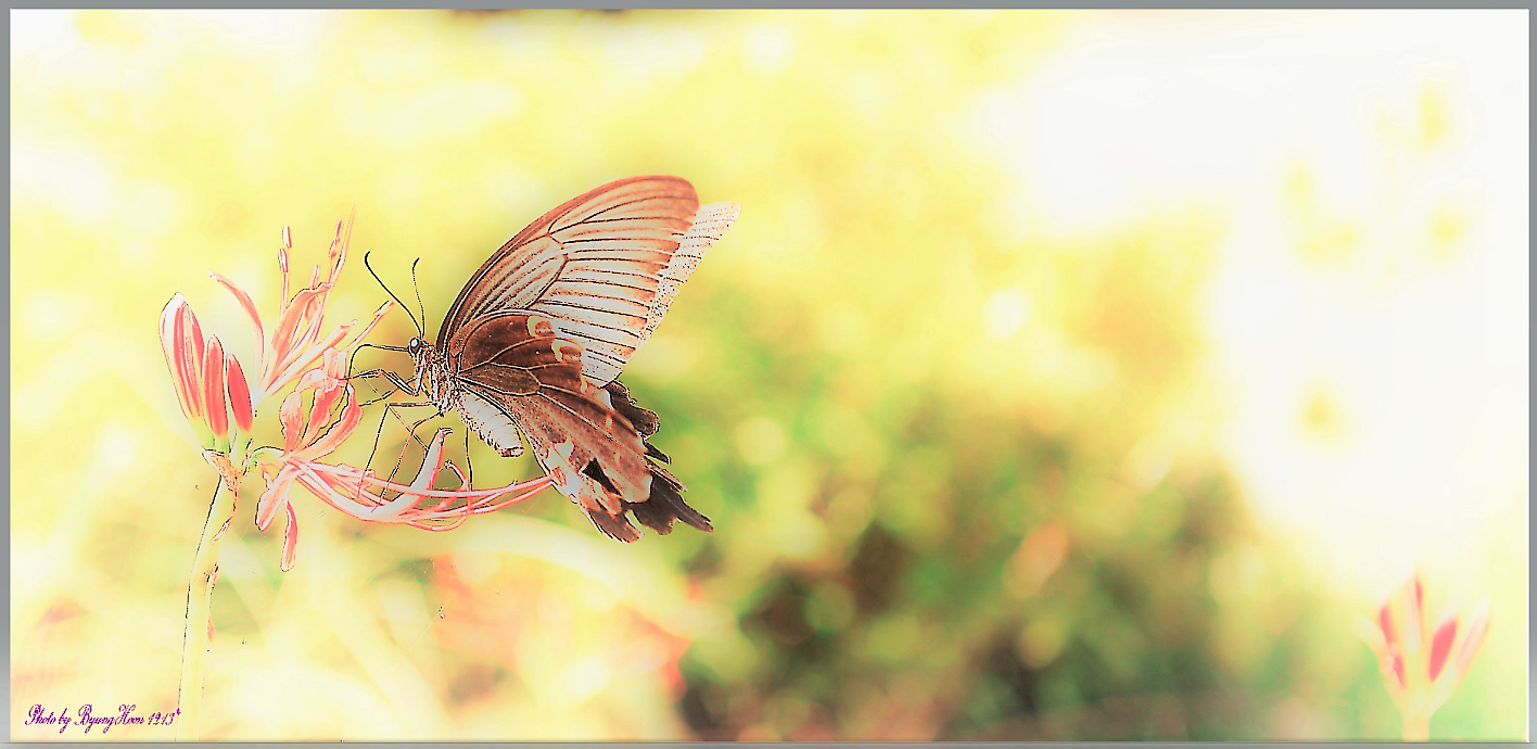 제비나비의 하루~!!! - 복사본.png
