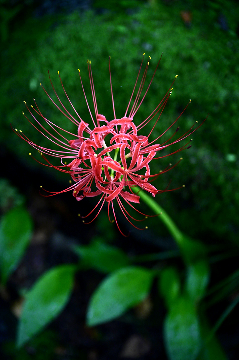 20250919 길상사 꽃무릇_0420_v-pw.jpg