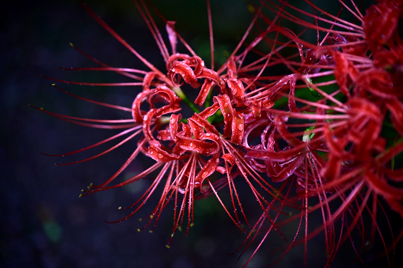 20250919 길상사 꽃무릇_0424_v-pw.jpg