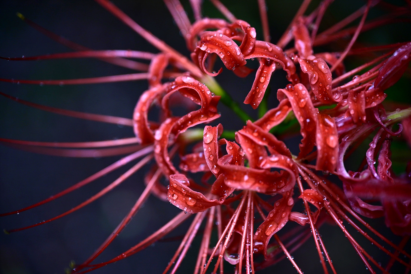 20250919 길상사 꽃무릇_0427_v-pw.jpg