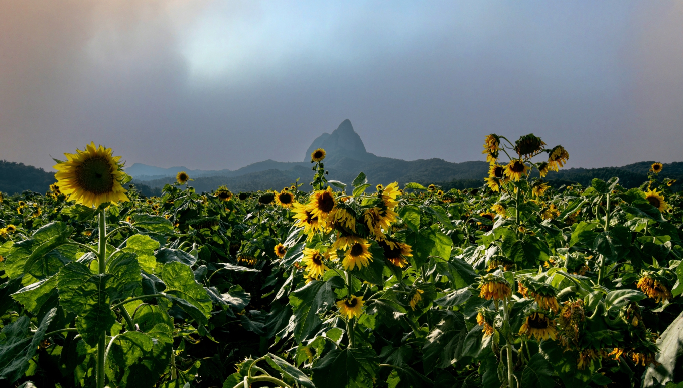 마이산과 해바라기.jpg