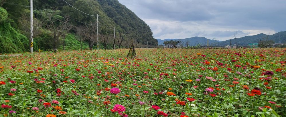 고령의 백일홍1...jpg