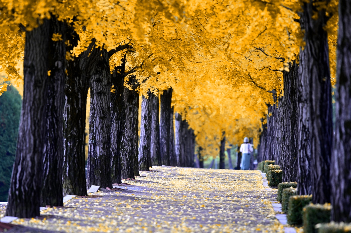 20251102 원주연세대_0387_v-pw(1).jpg