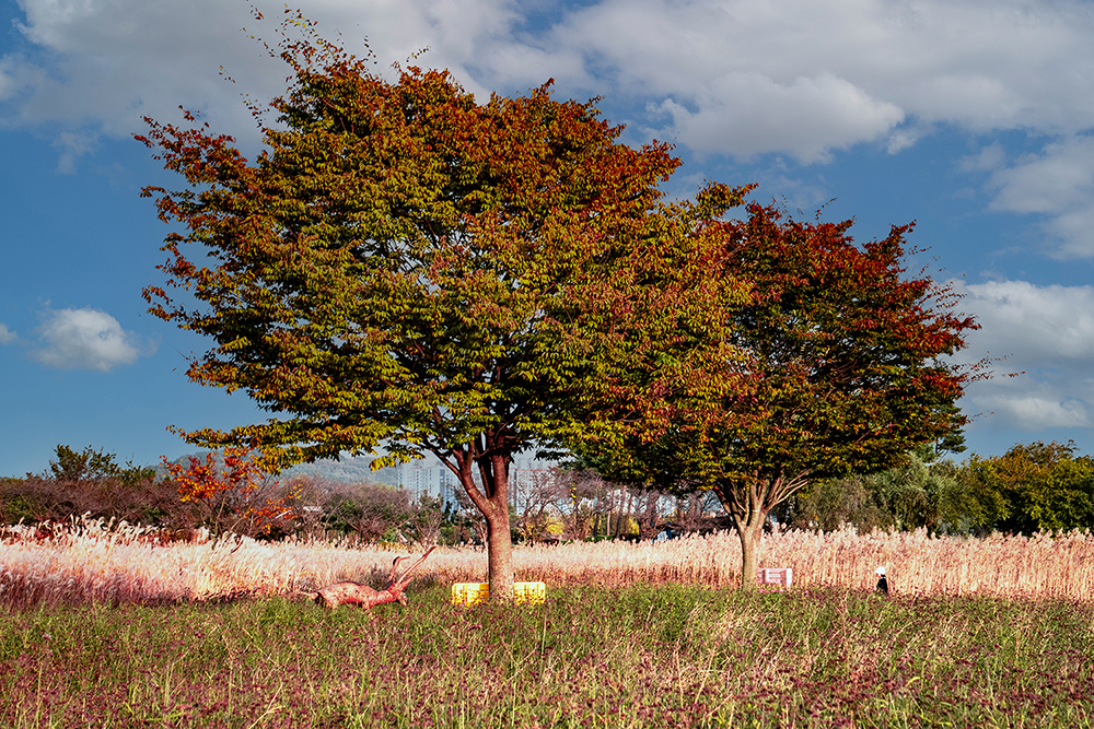 가을시흥생태공원.jpg