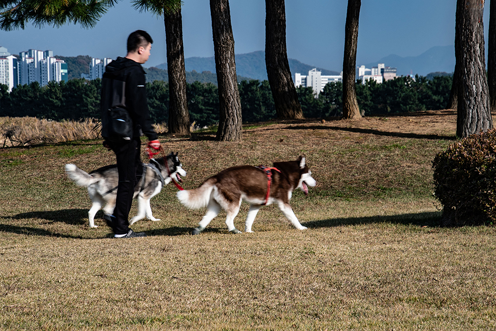 견공과 산책.jpg