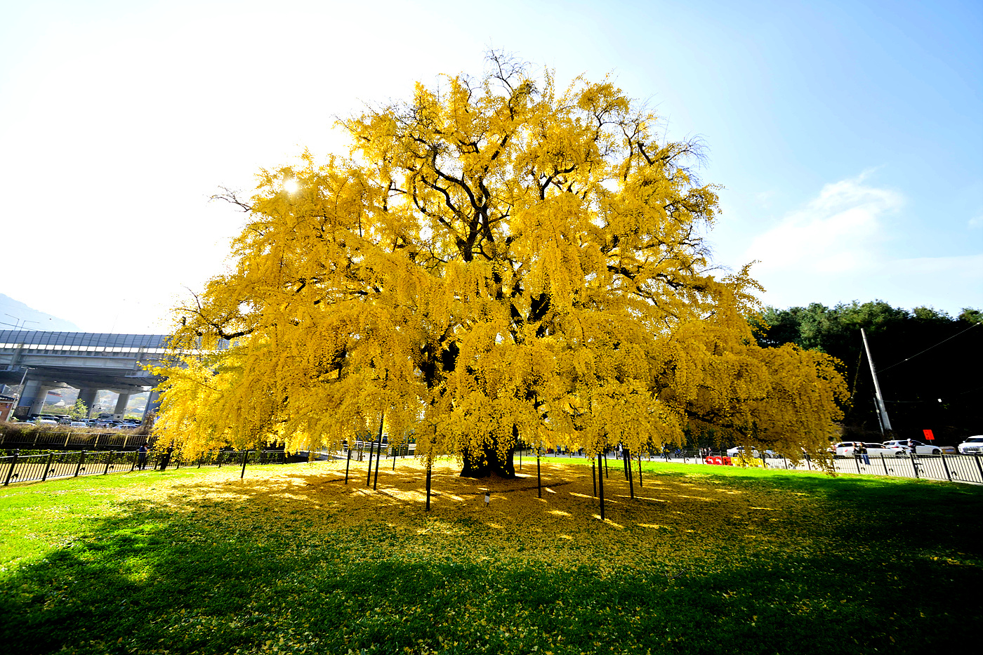 20251112 장수동 은행나무-Z6_3_0219_v-pw+.jpg