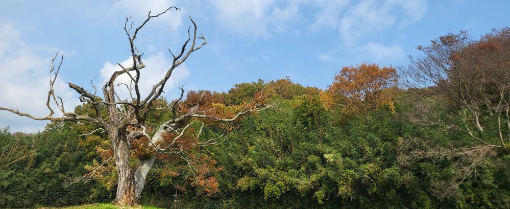 감은사의 고목2...jpg