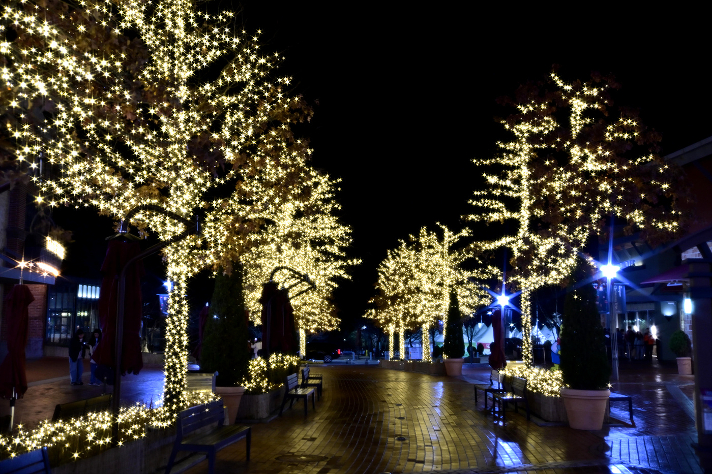 20251206 여주아울렛 크리스마스트리-Z6_3_0044_v-pw.jpg