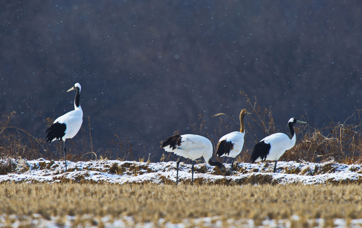 아름다운 진객들.jpg