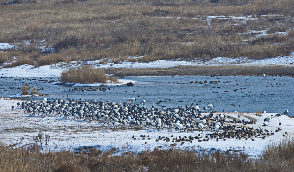 아름다운 진객들 (2).jpg