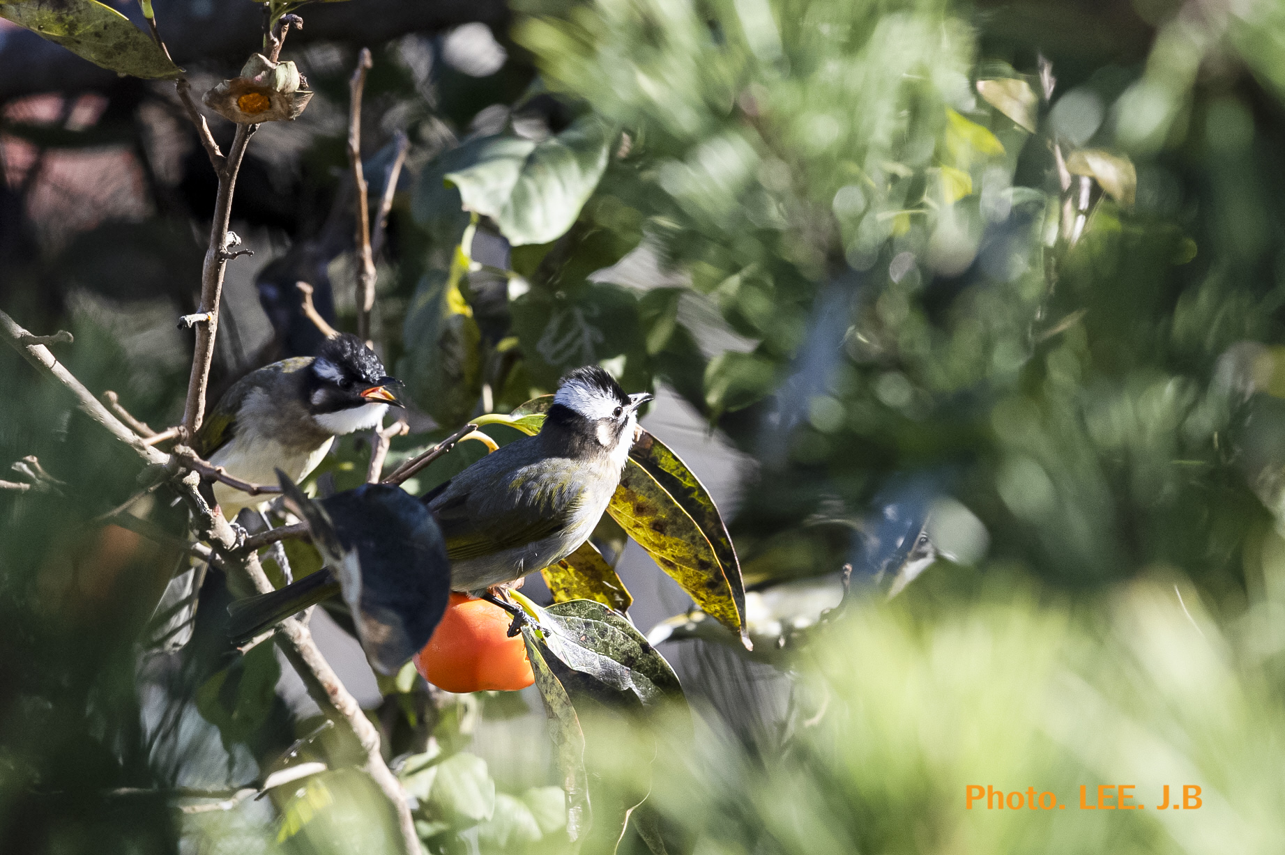 20251111-주전1동 (17).JPG