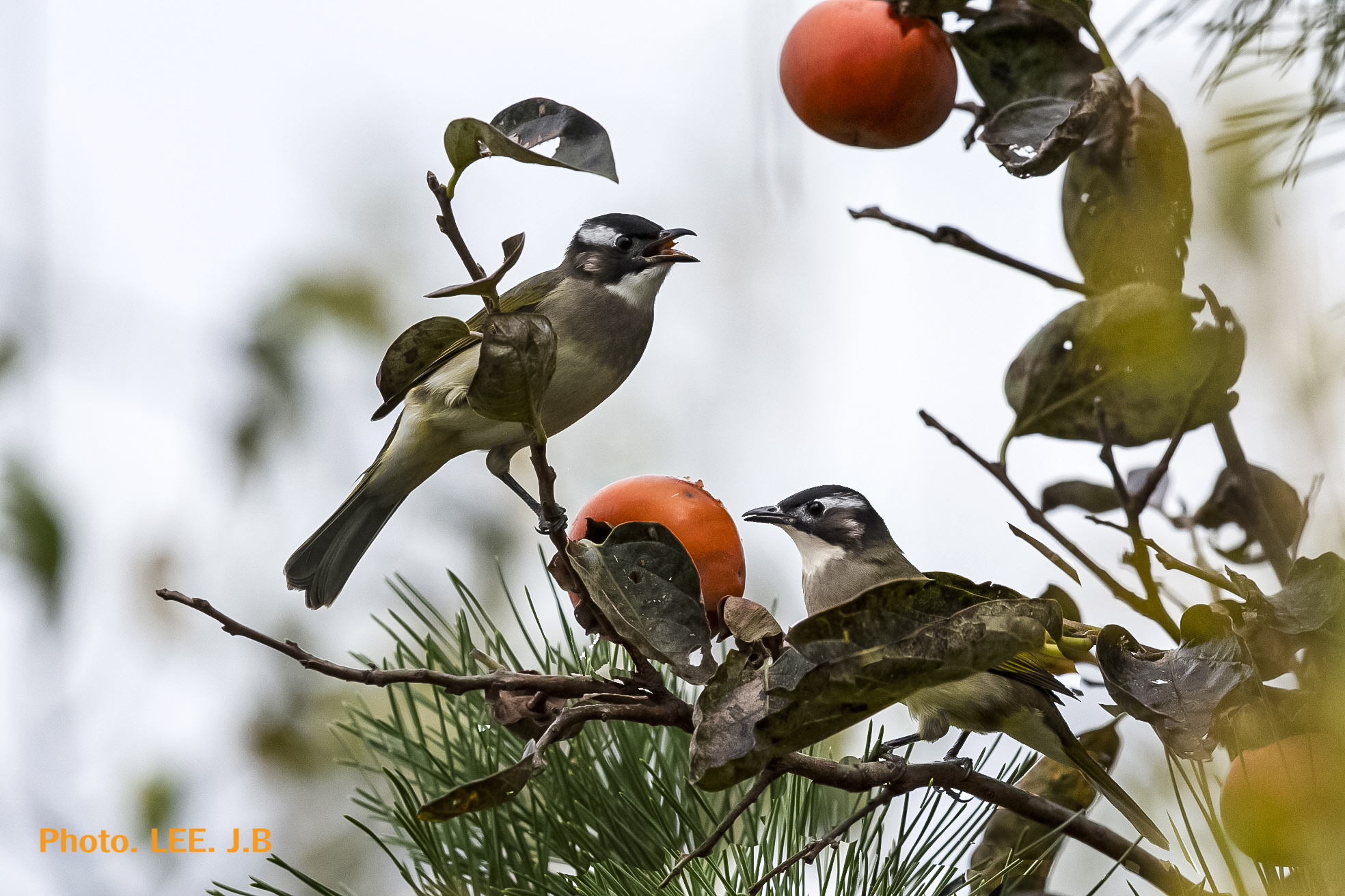20251112-주전1동 (10-1).jpg