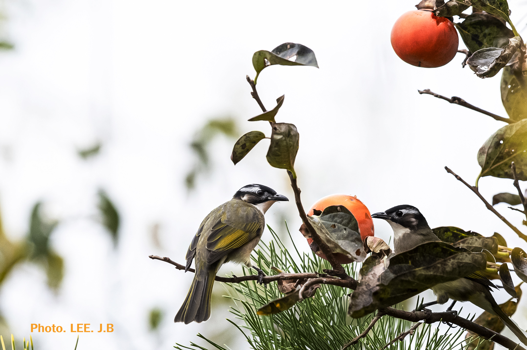 20251112-주전1동 (24-1).jpg