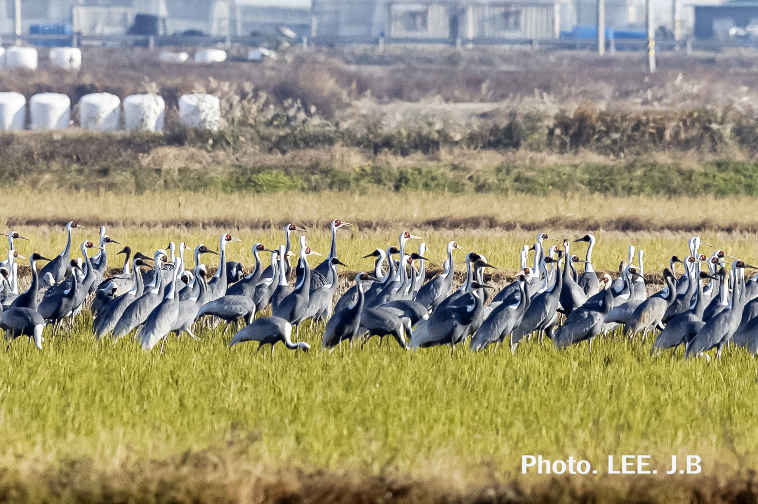 20251115-주남저수지 (14).JPG