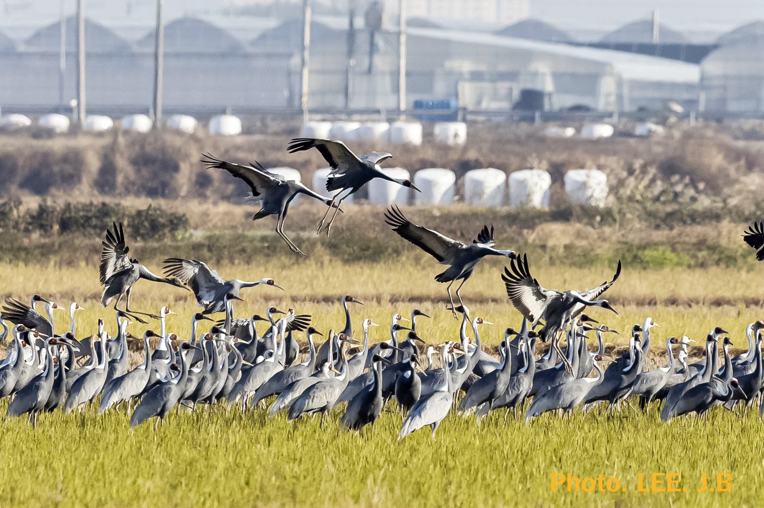 20251115-주남저수지 (10).JPG
