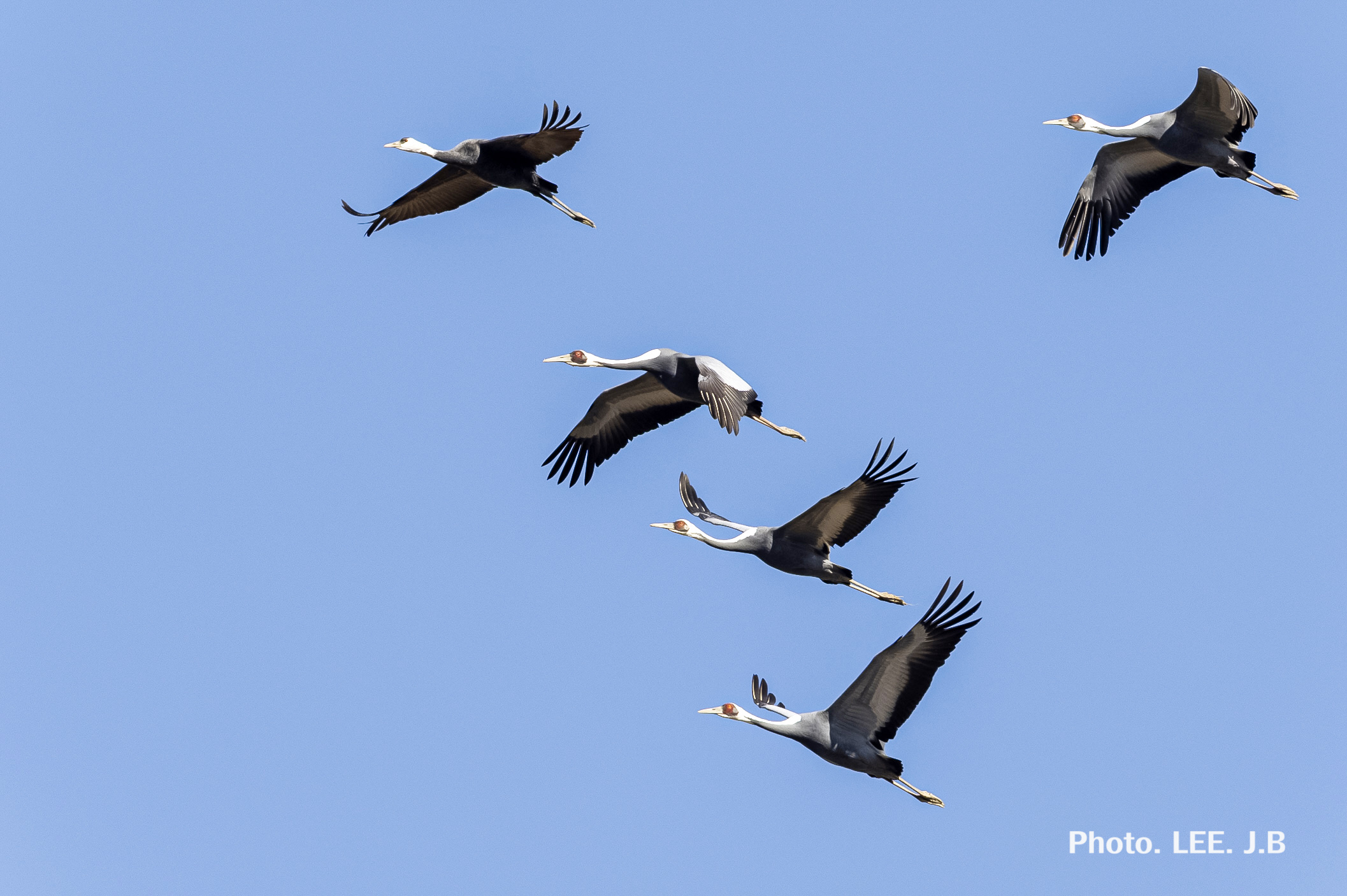 20251115-주남저수지 (57).JPG