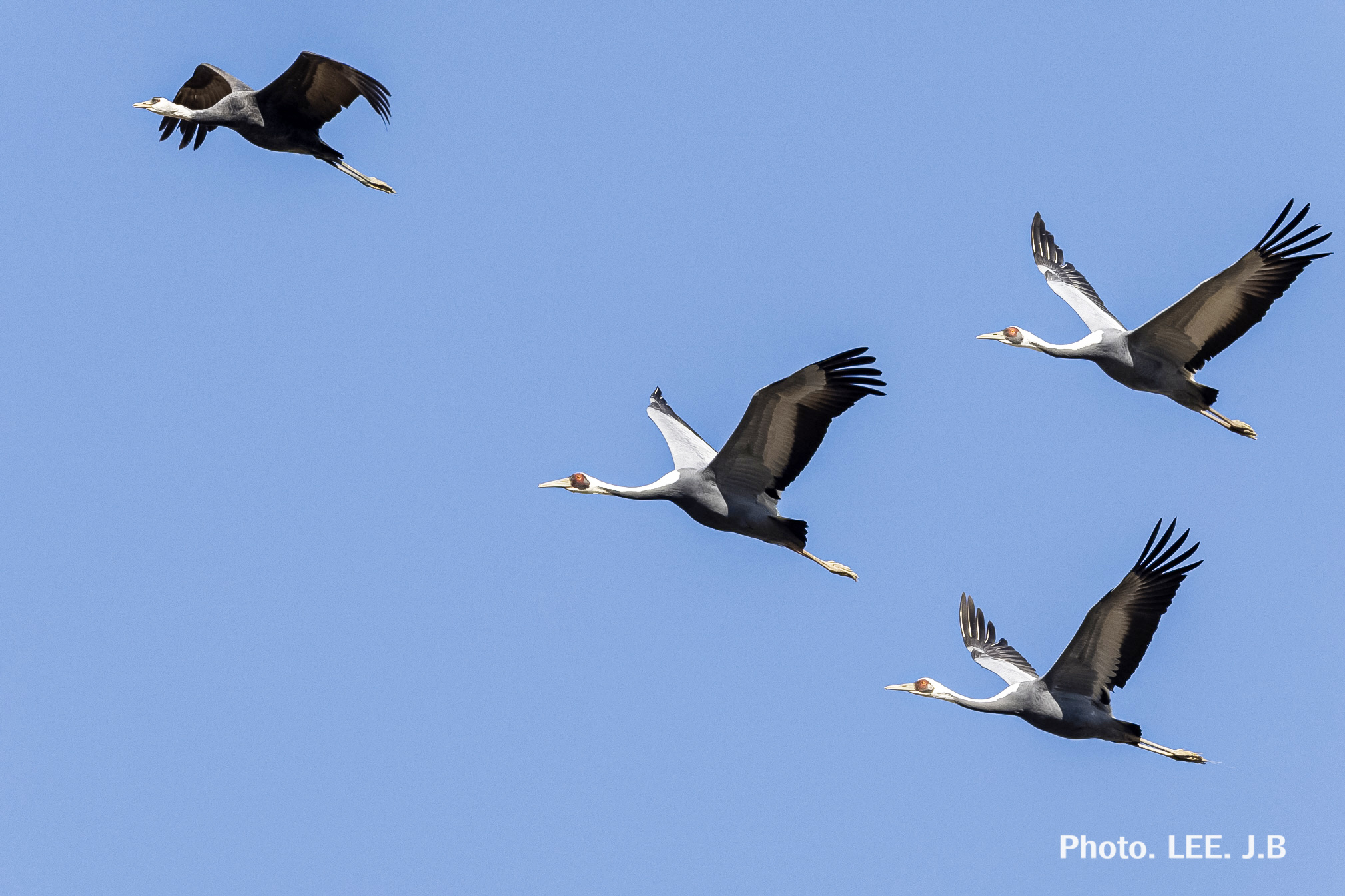 20251115-주남저수지 (60).JPG