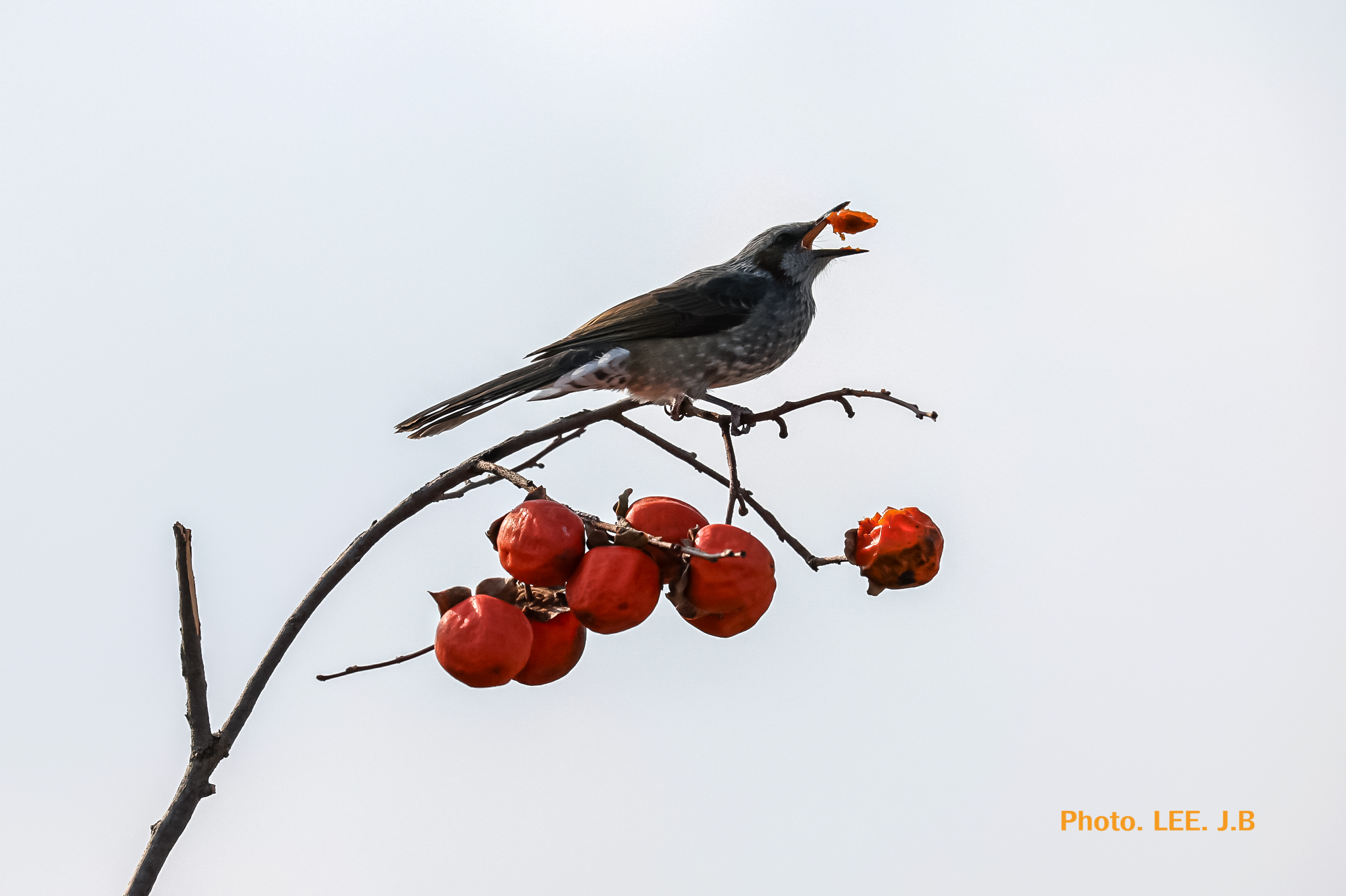 20260115-주전마을 (5).JPG