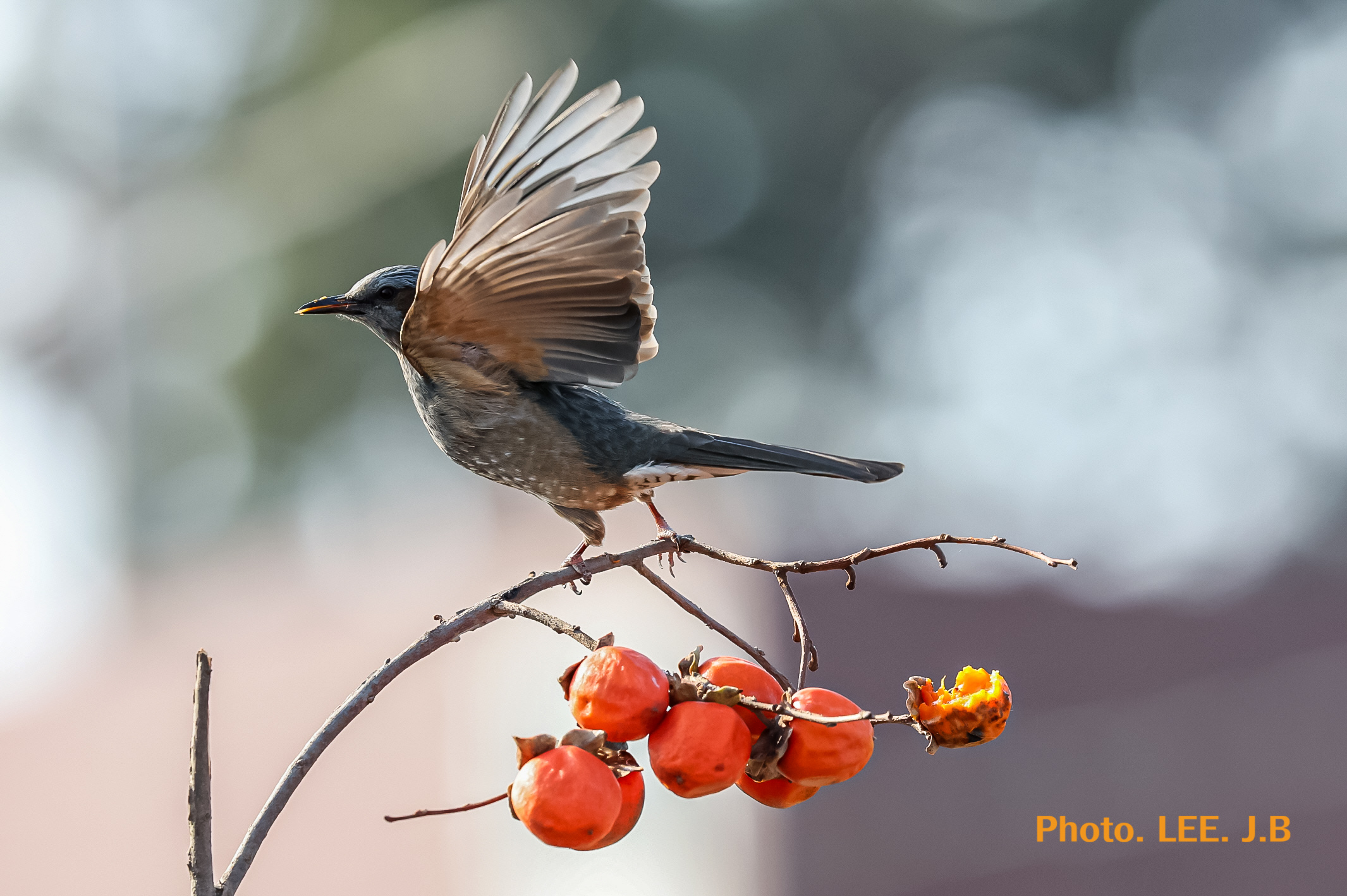 20260115-주전마을 (27).JPG