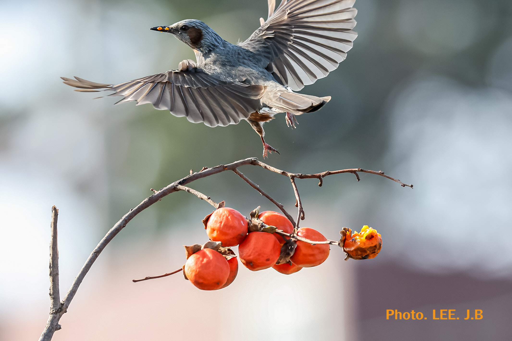 20260115-주전마을 (23).JPG