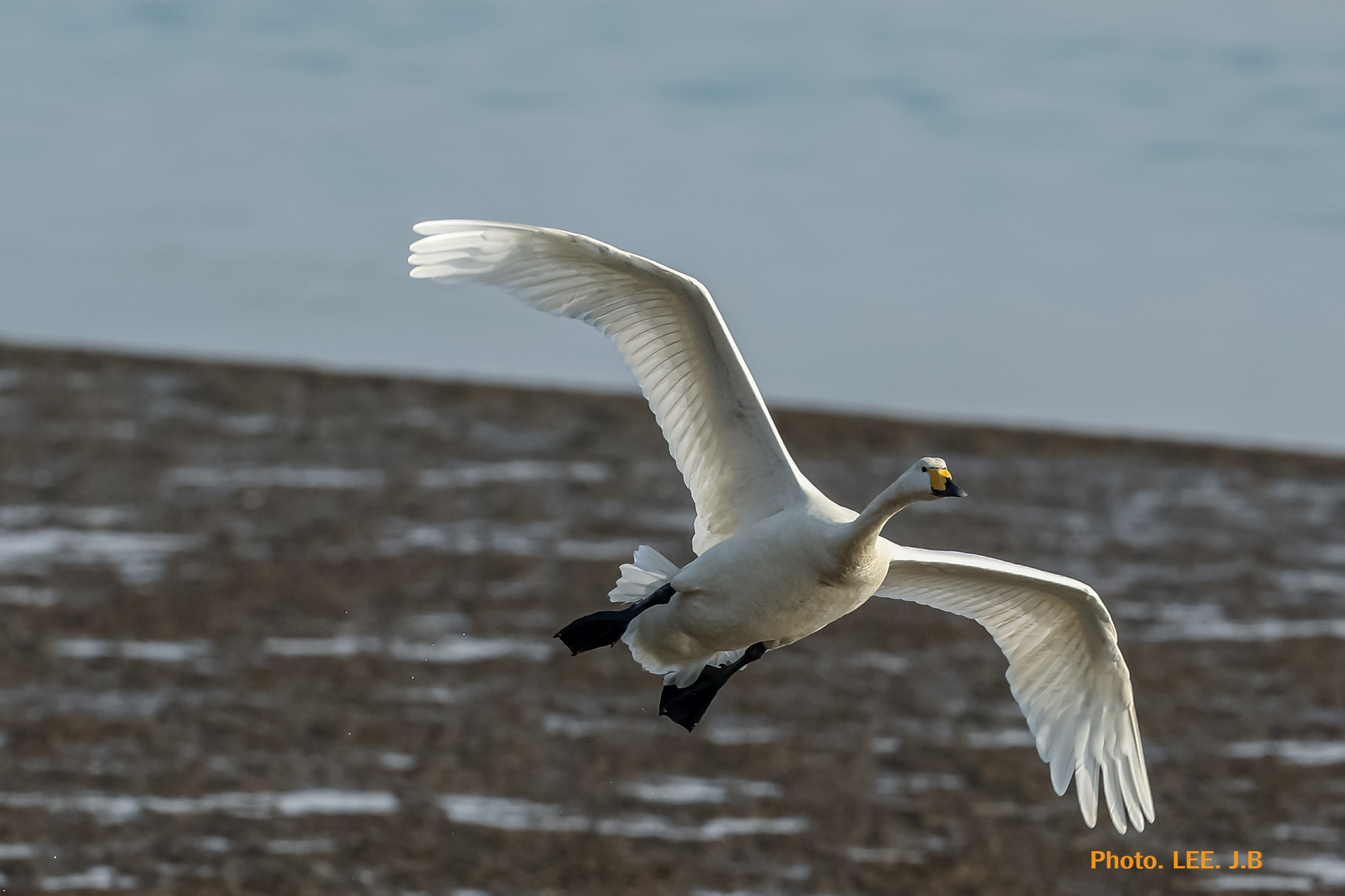 20260117-명지탐조 (11).JPG