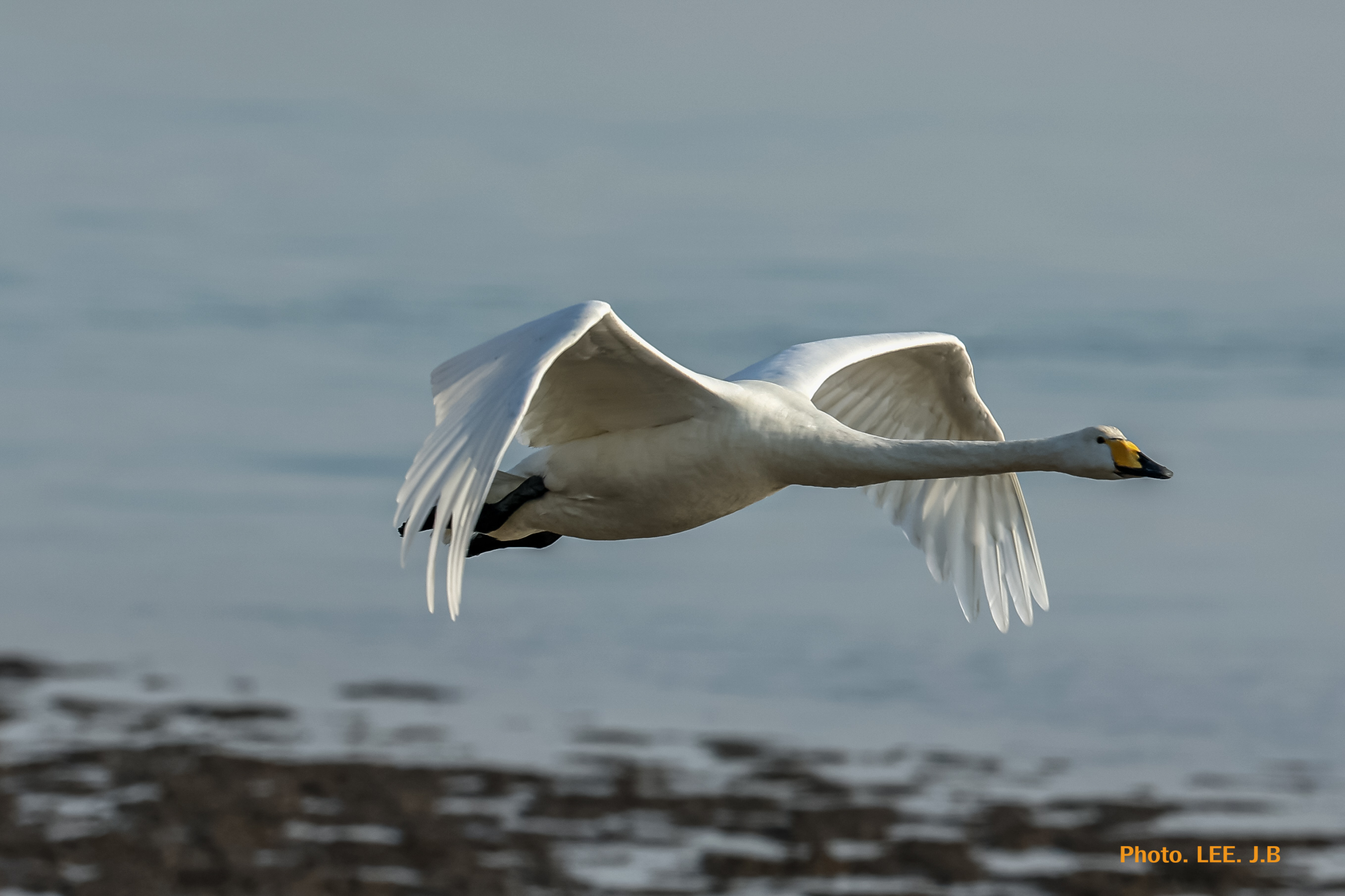 20260117-명지탐조 (18).JPG