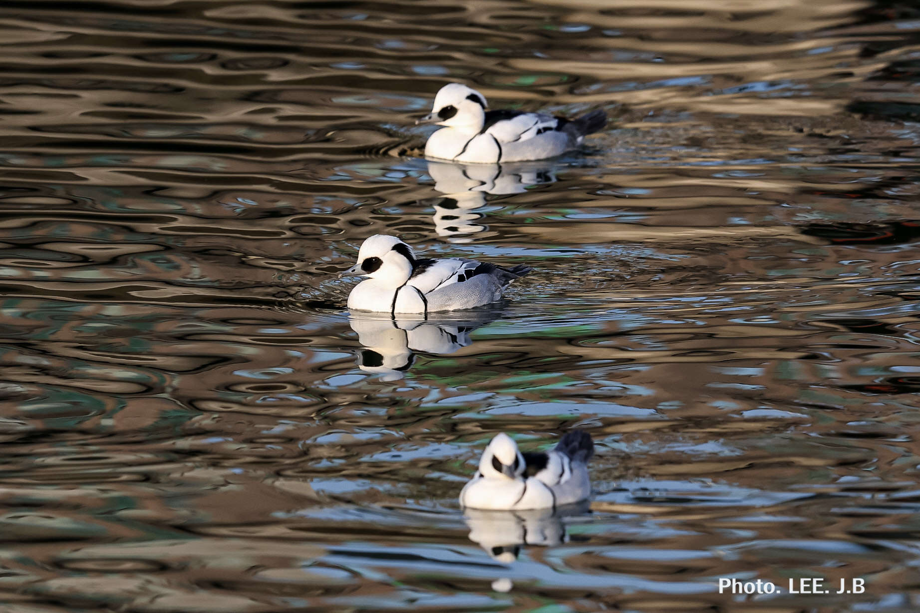 20260117-노을다방1 (34).JPG