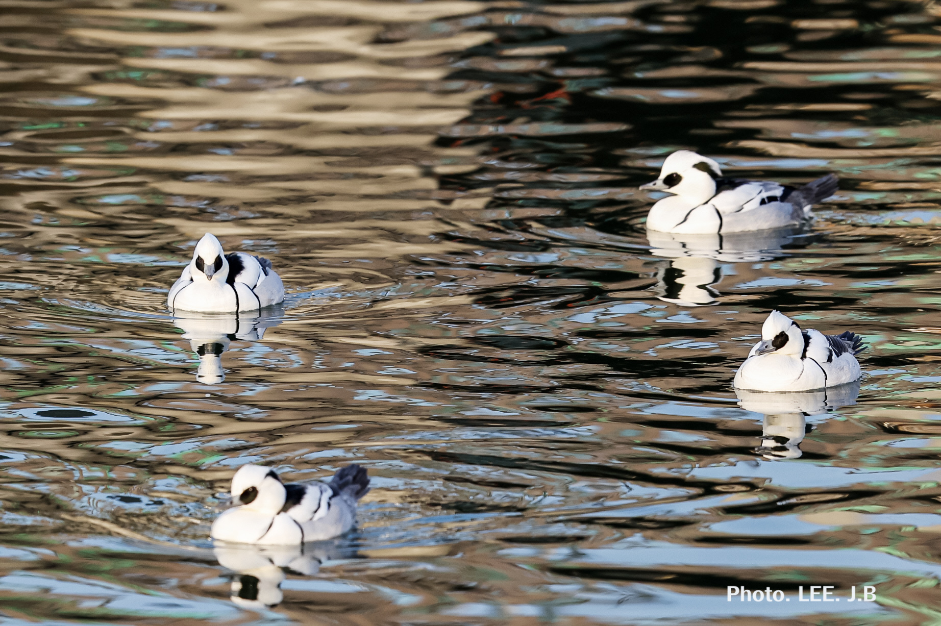 20260117-노을다방1 (31).JPG