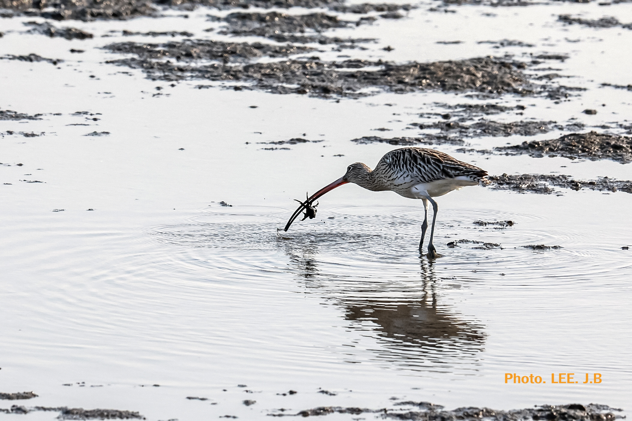 20260117-명지탐조 (52).JPG