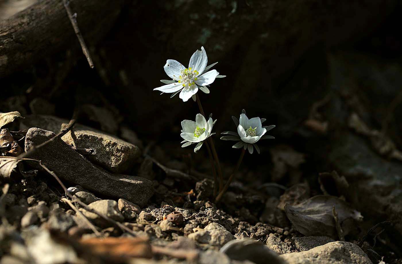 변산꽃 복수초3Z2A00941.JPG