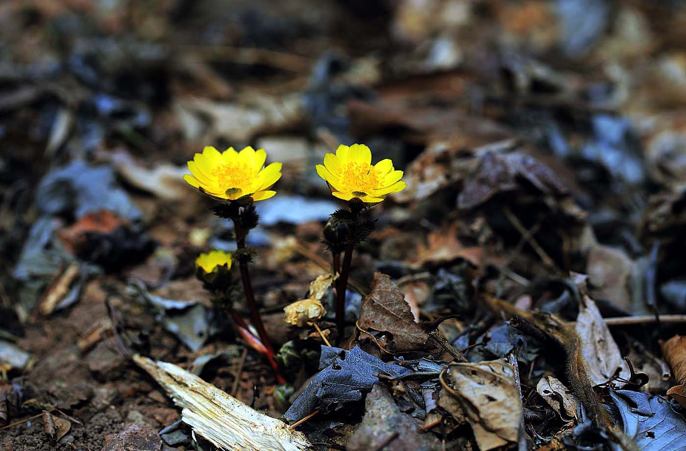 변산꽃 복수초3Z2A01361.JPG