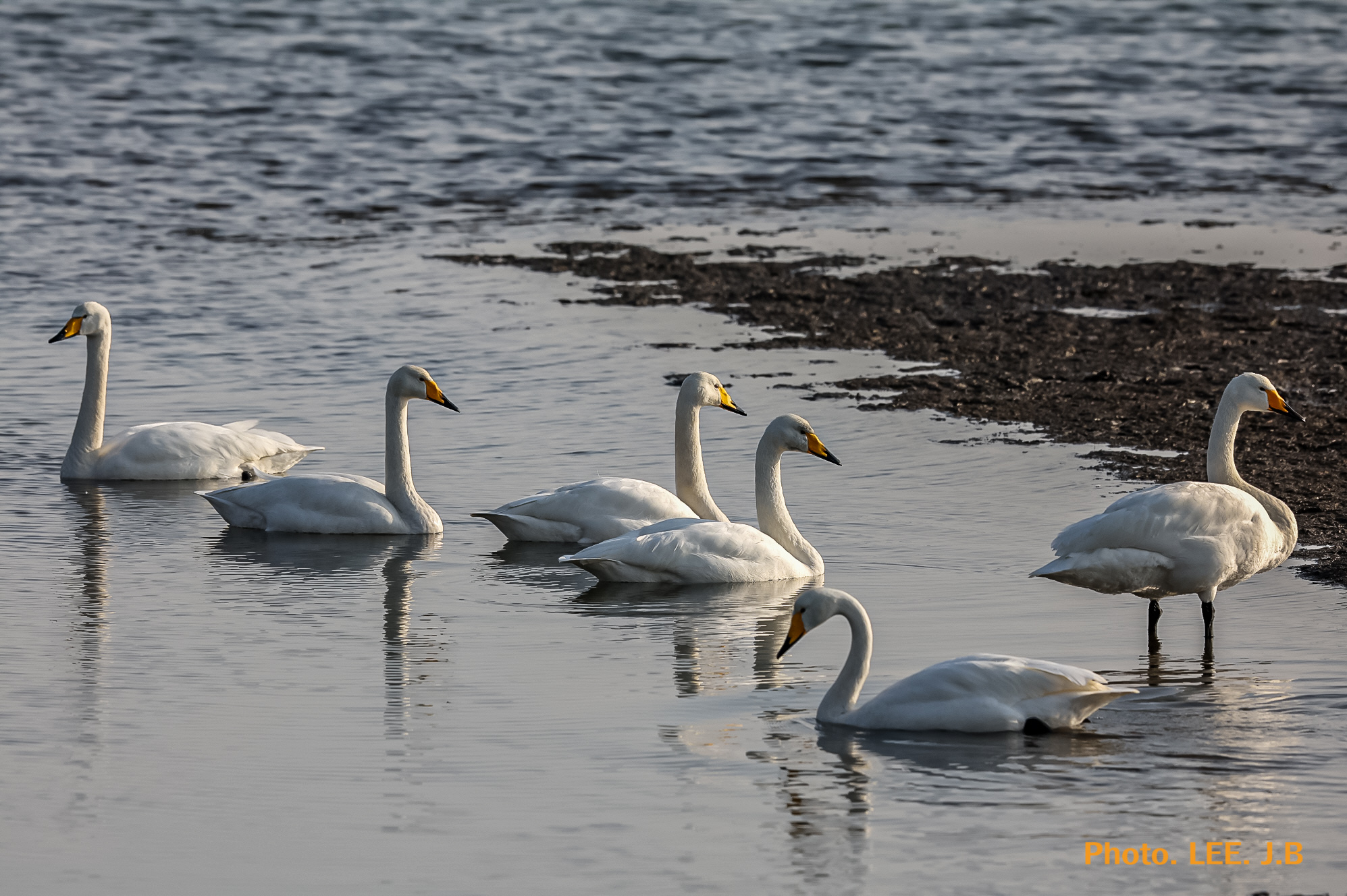 20260117-명지탐조 (91).JPG