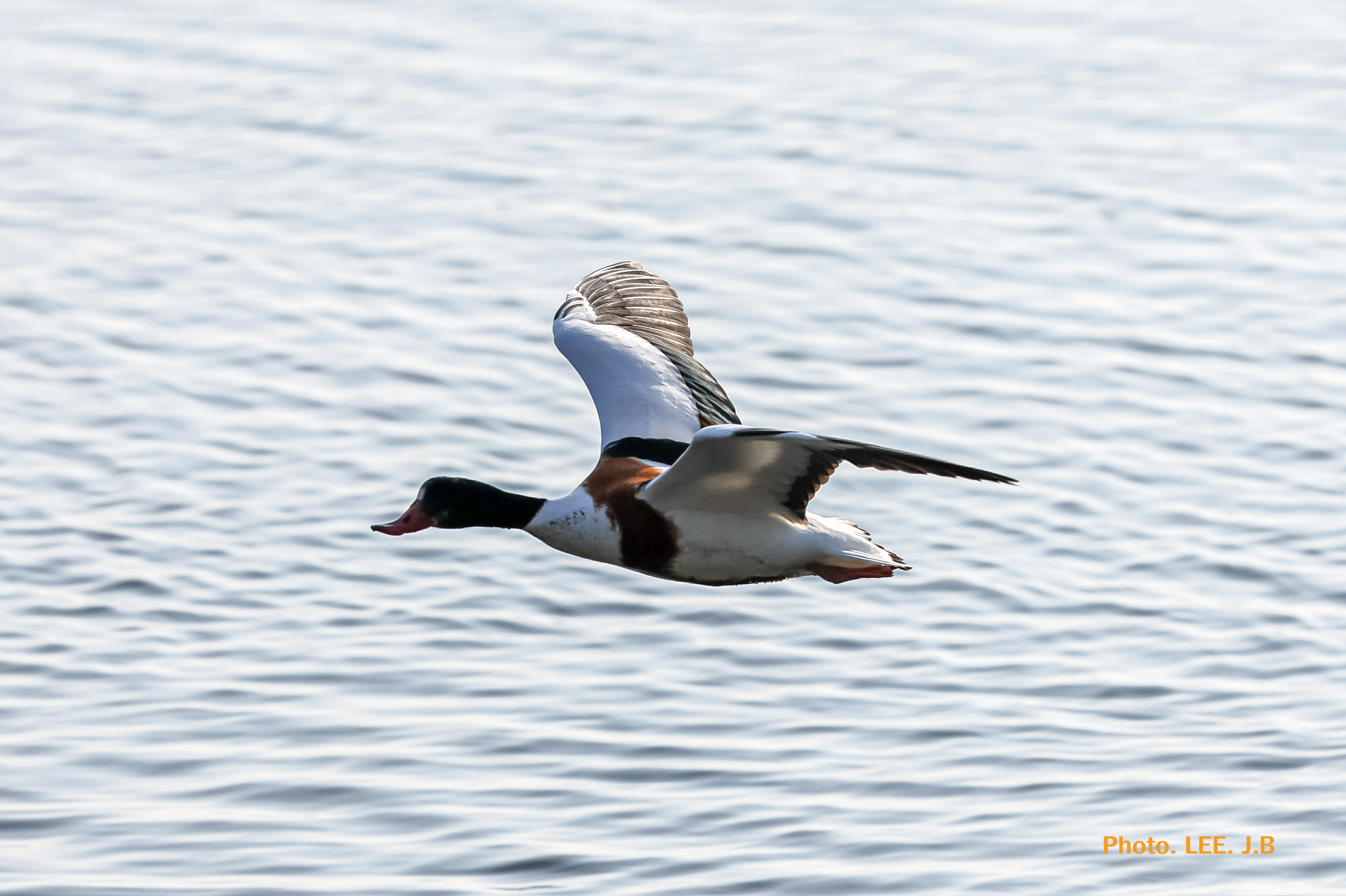 20260117-명지탐조 (108).JPG
