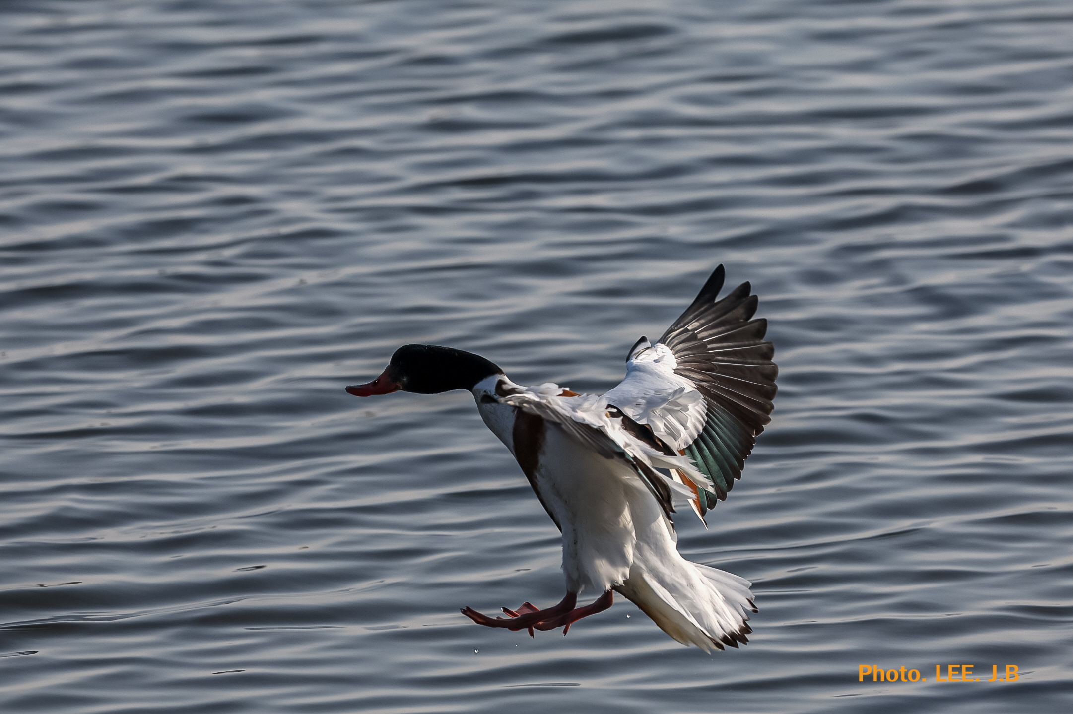 20260117-명지탐조 (117).JPG