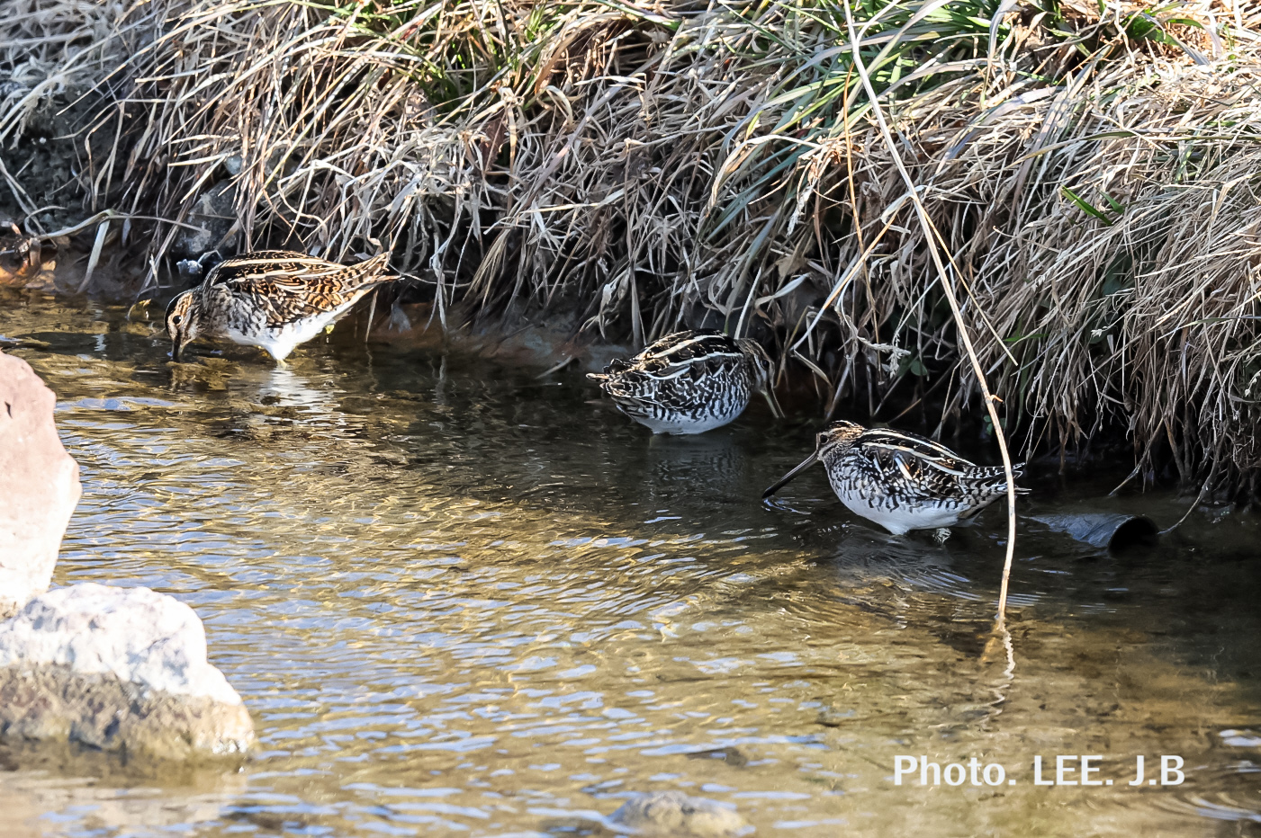 20260124-기장하천 (10).JPG