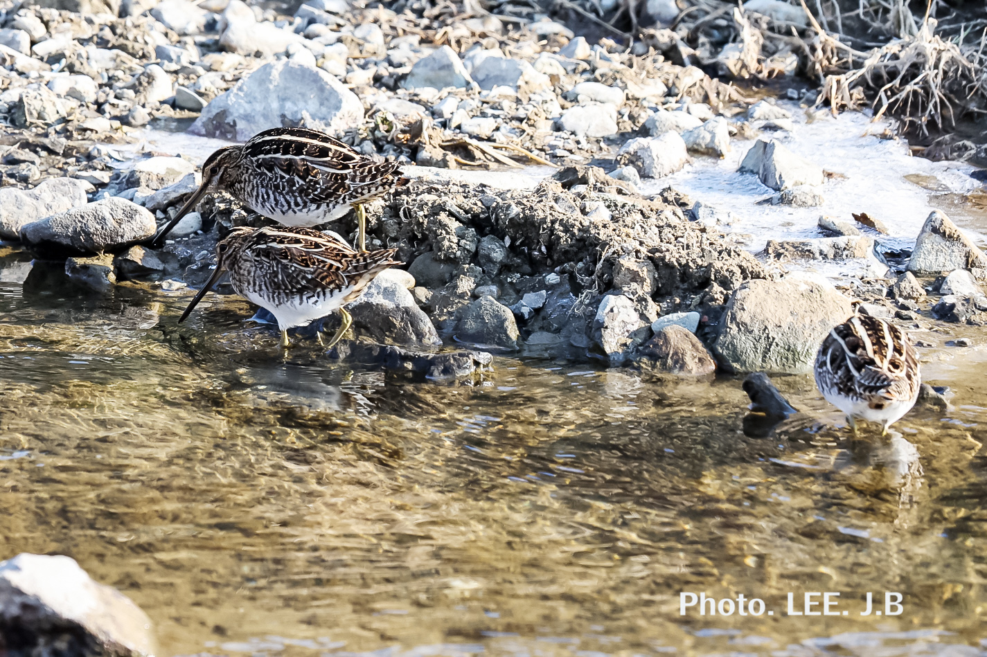 20260124-기장하천 (14).JPG