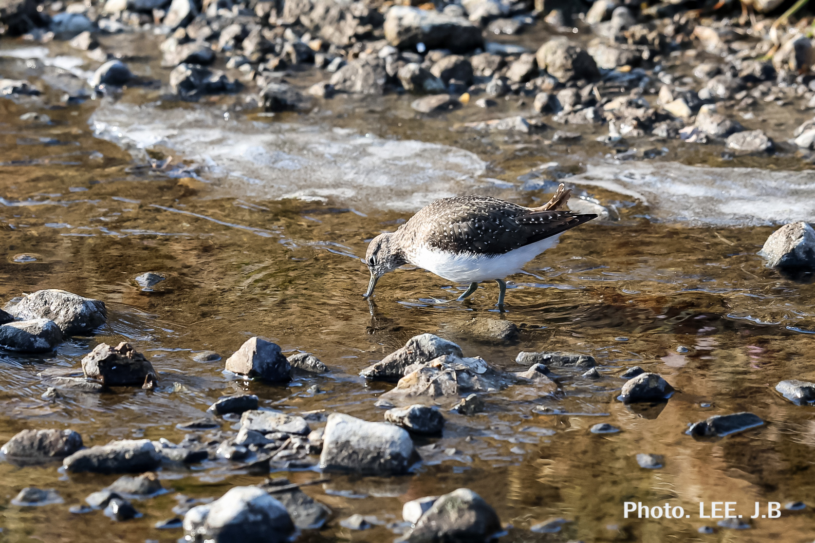 20260124-기장하천 (2).JPG