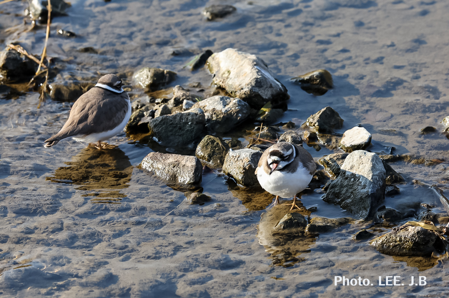 20260124-기장하천 (8).JPG