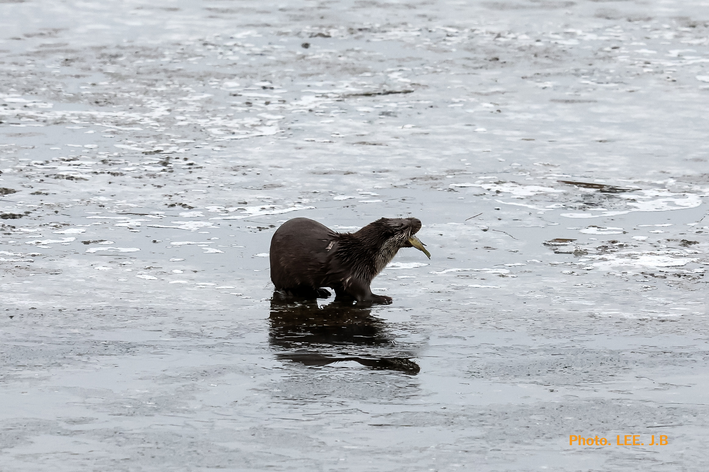 20260126-청도 수달 (43).JPG
