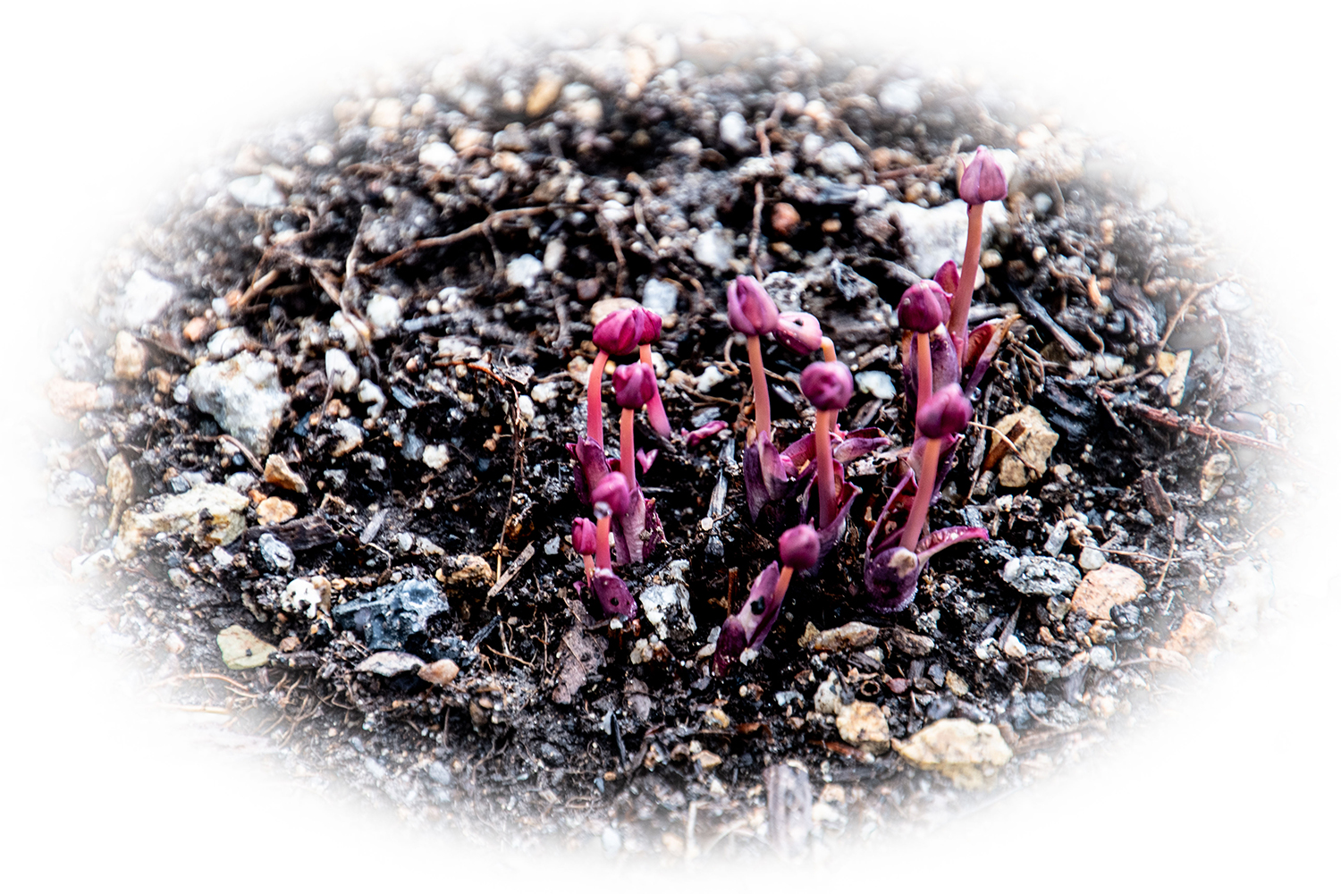 깽깽이풀 (2).jpg