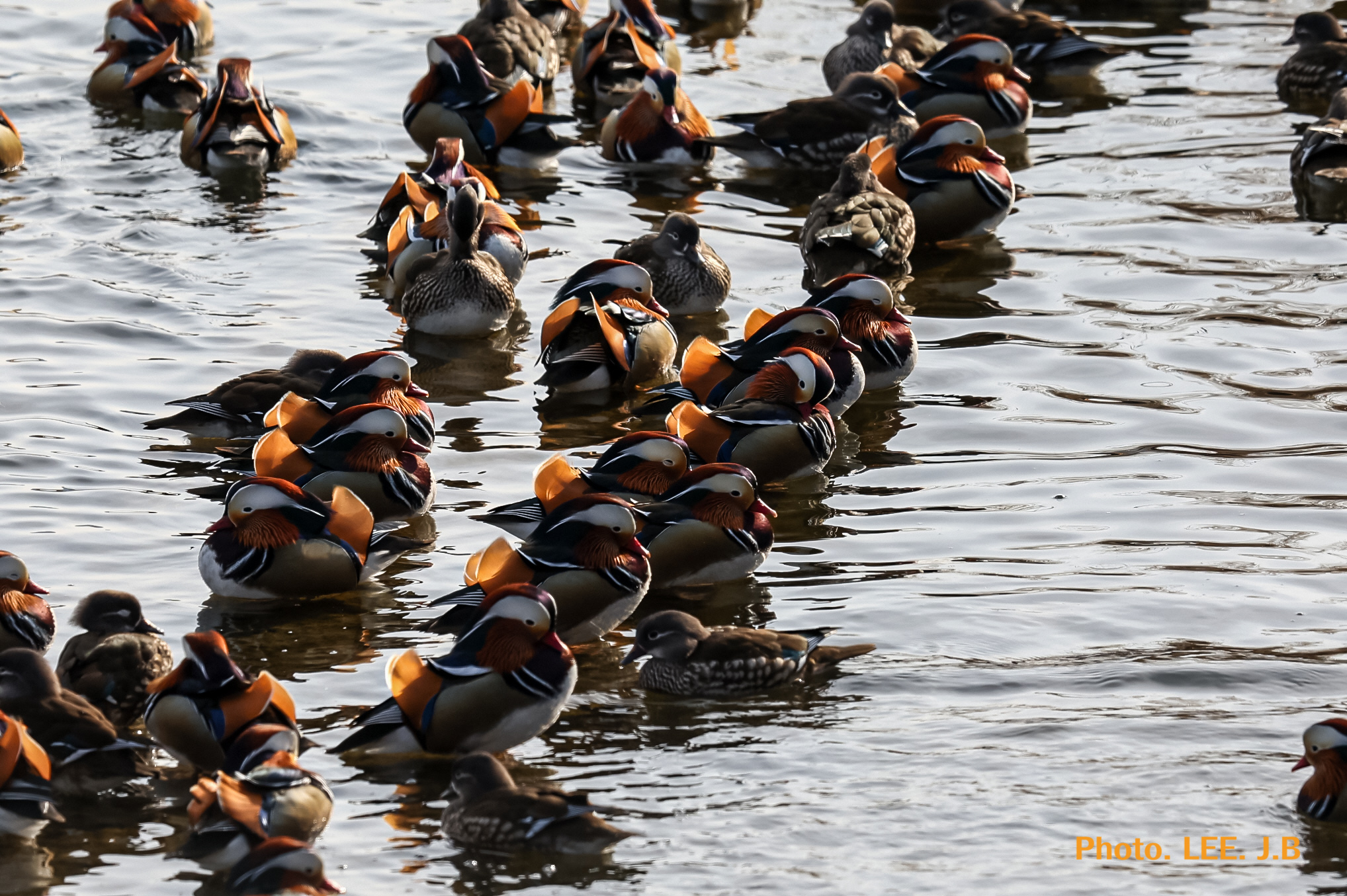 20260126-청도하천 (12).JPG