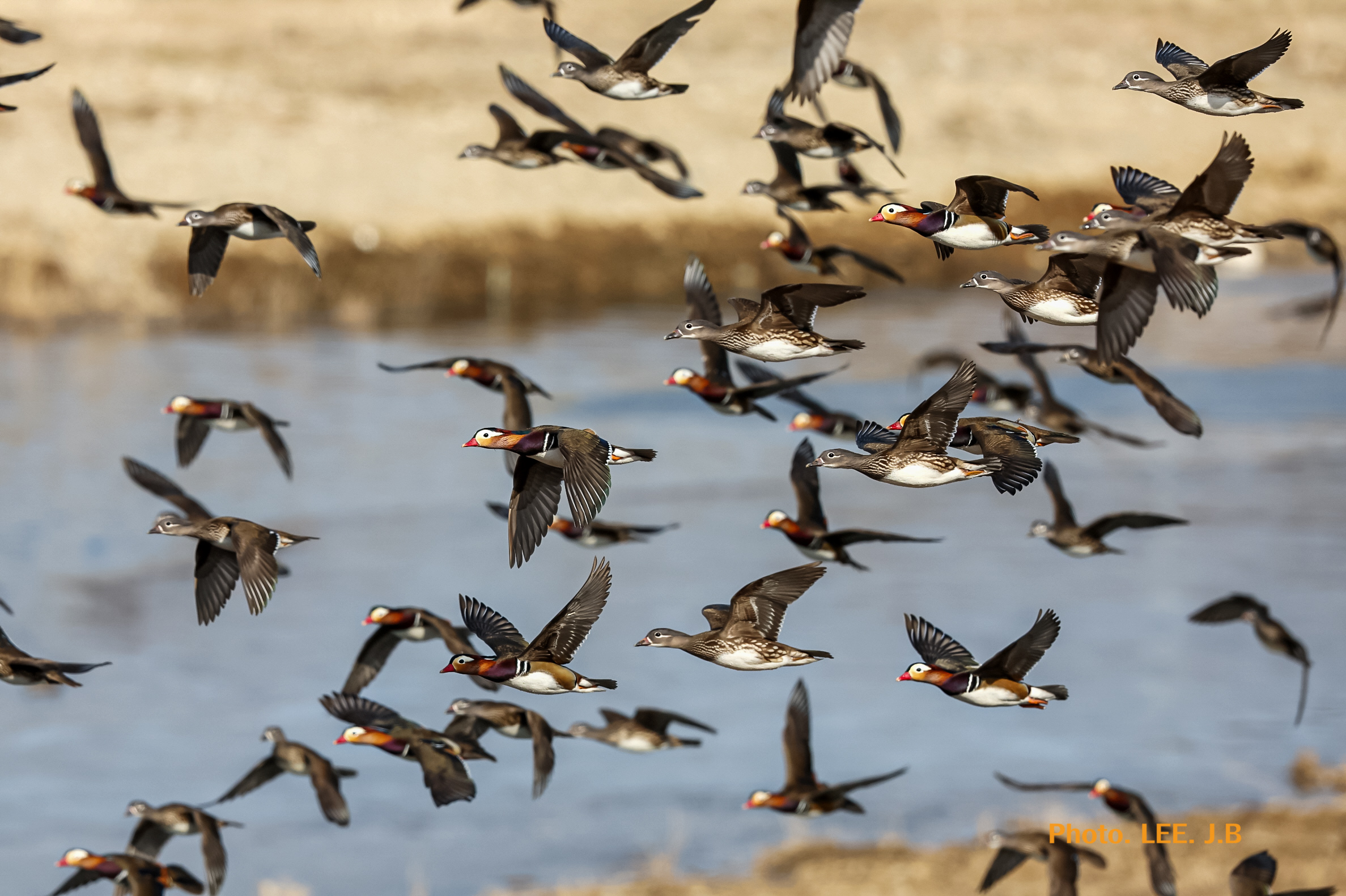 20260126-청도하천 (54).JPG