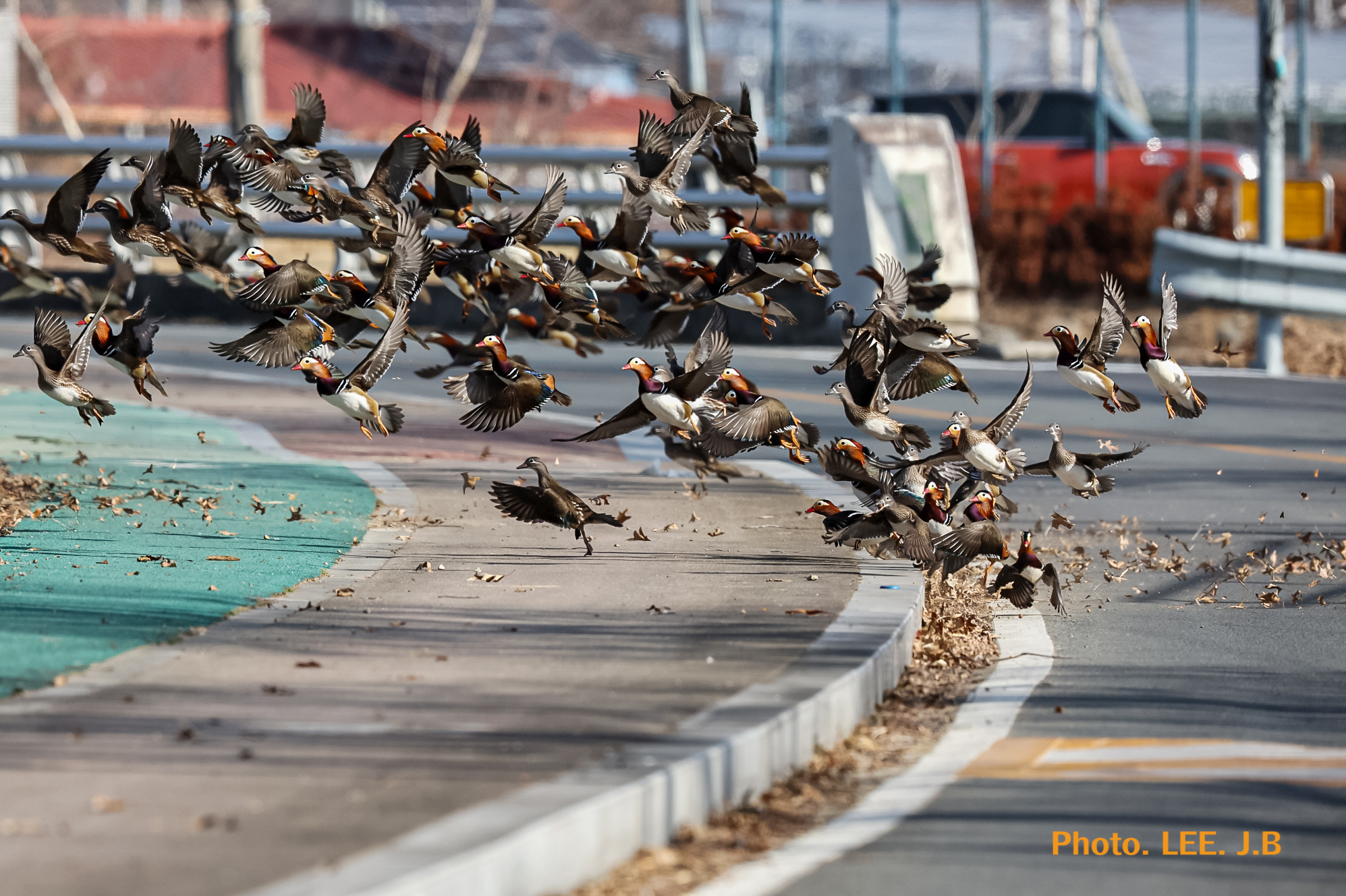 20260126-청도하천 (71).JPG