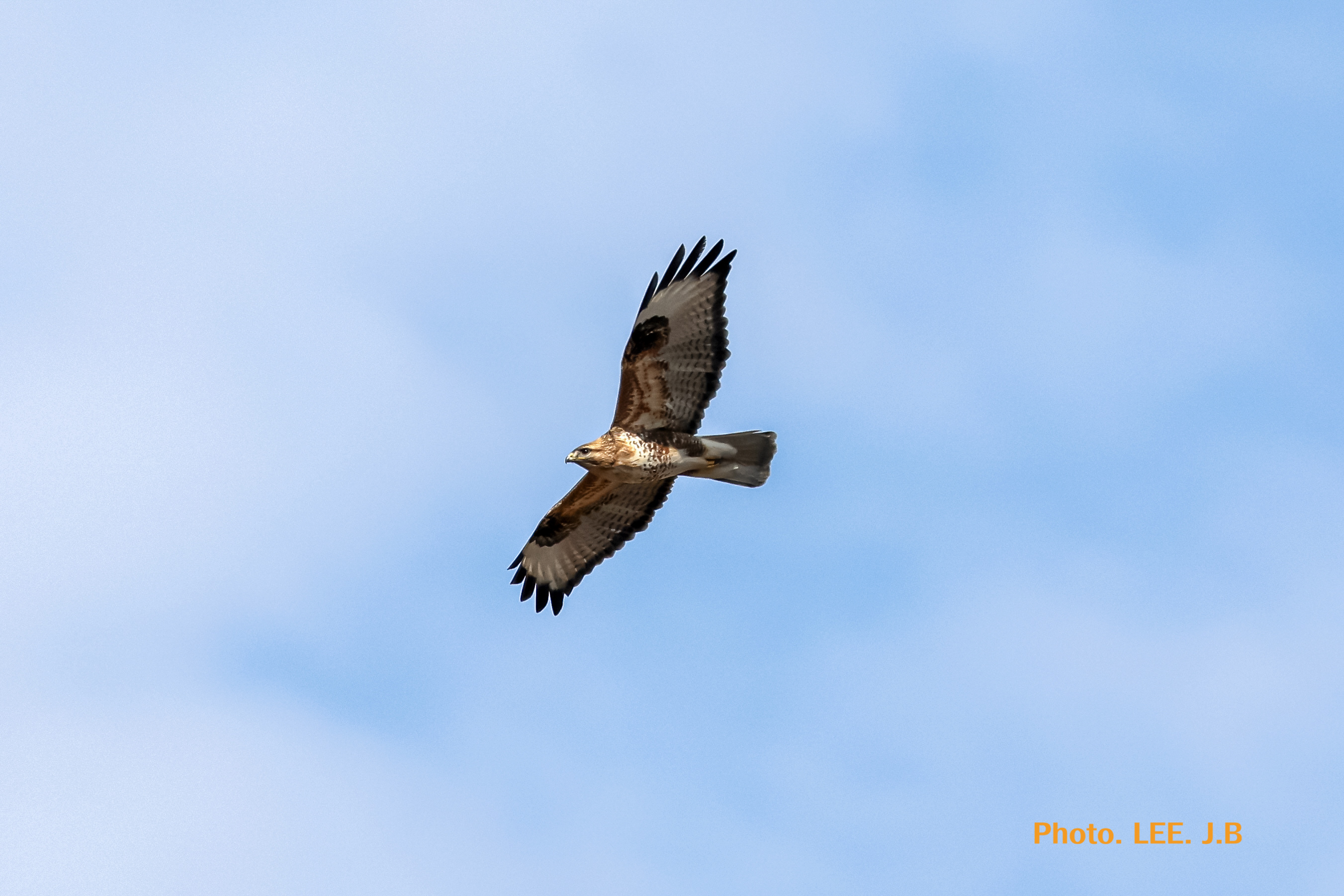 20260126-청도하천2 (2).JPG