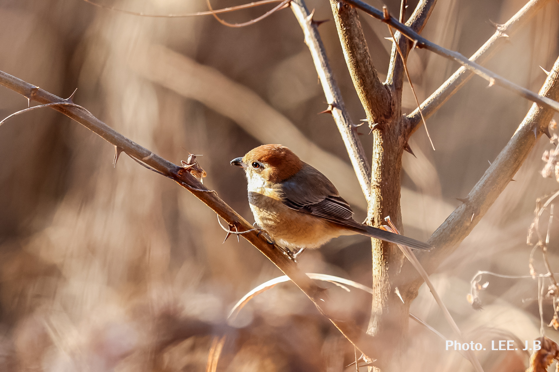 20260209-온양동상 (2).JPG