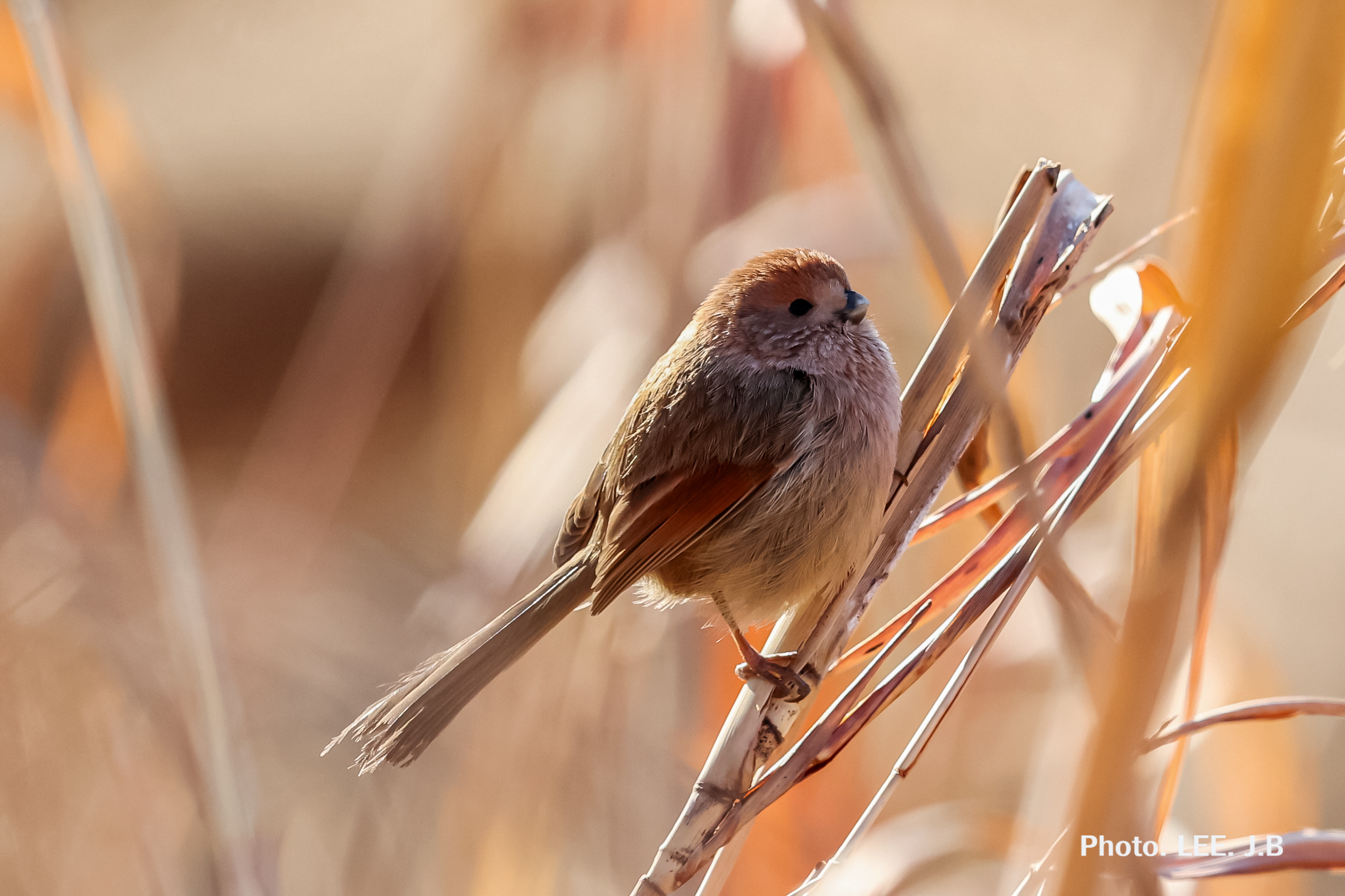 20260209-온양동상 (18).JPG