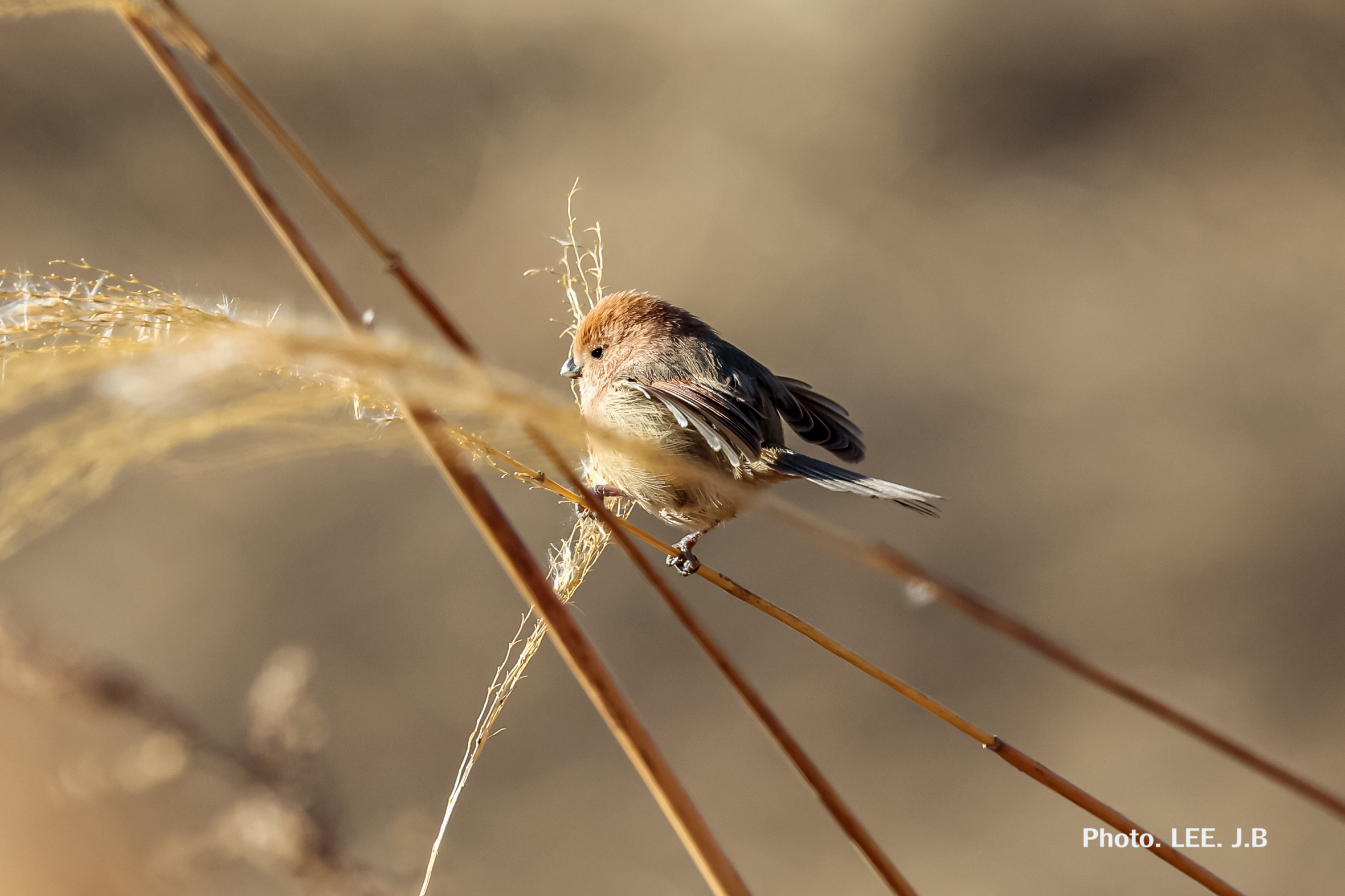 20260209-온양동상 (15).JPG